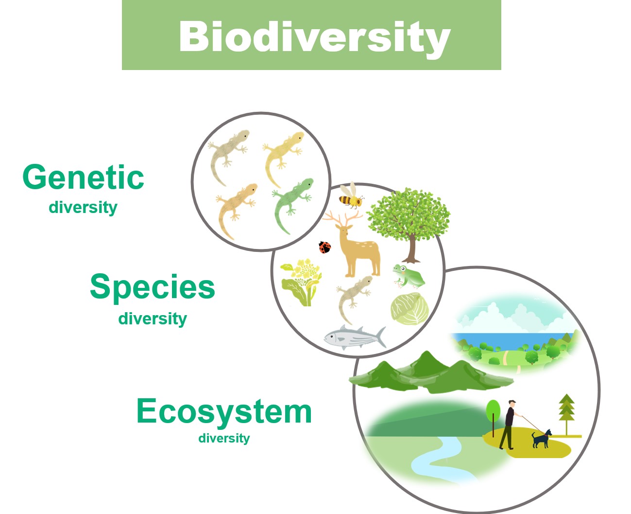 Ecology and Biodiversity Conservation